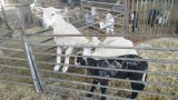 IMG_20150210_134939 (1)